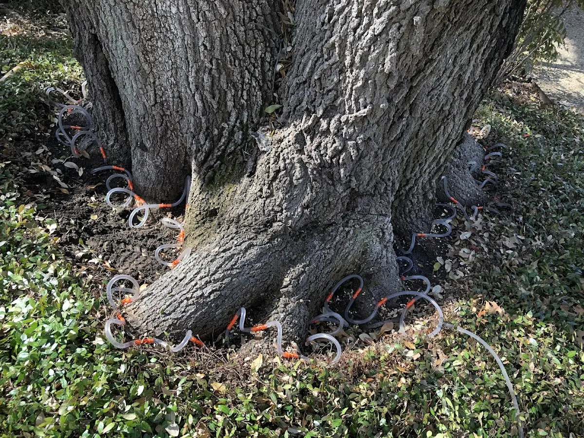 Detailed Tree Cabling and Bracing job site in Smelterville