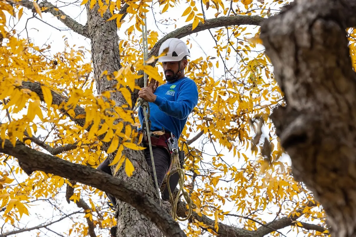 Skilled Tree Pruning crew working in Smelterville
